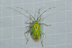 Urolabida