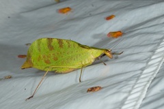 Leptoderes ornatipennis