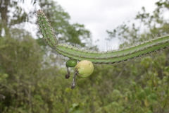 Praecereus euchlorus