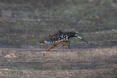 Polycyrtus neglectus