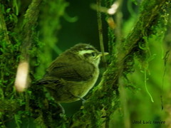 Troglodytes solstitialis