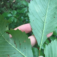 Stegophora ulmea