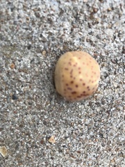 Atrusca quercuscentricola