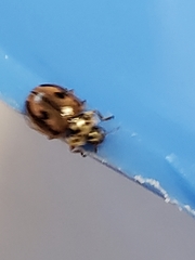 Mulsantina hudsonica