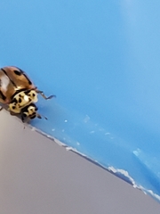 Mulsantina hudsonica