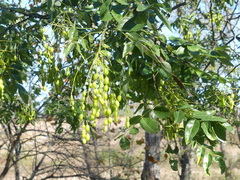 Sophoreae