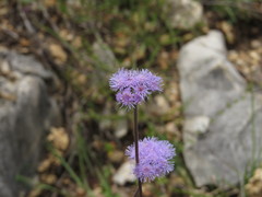 Ageratum tehuacanum