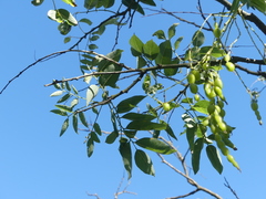 Sophoreae