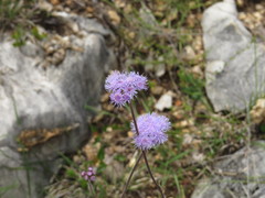 Ageratum tehuacanum