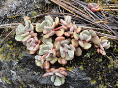 Sedum flavidum