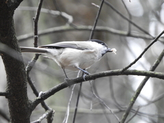 Poecile montanus