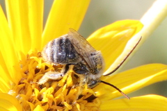 Melissodes communis