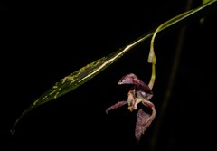 Pleurothallis pseudopogon