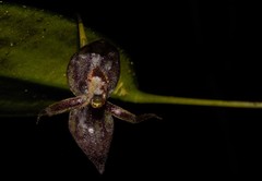 Pleurothallis pseudopogon