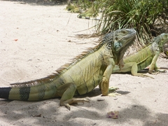 Iguana iguana