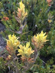 Castilleja peirsonii
