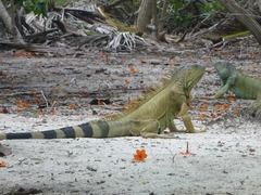 Iguana iguana