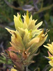 Castilleja peirsonii