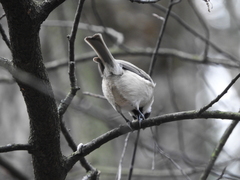Poecile montanus