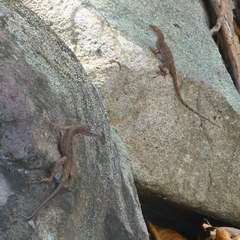Anolis pinchoti