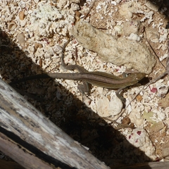 Cnemidophorus espeuti