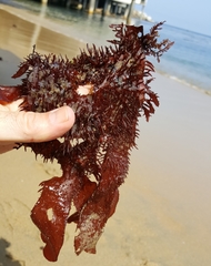 Chondracanthus spinosus