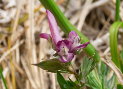 Corydalis densiflora