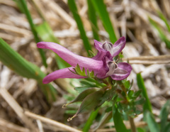 Corydalis densiflora