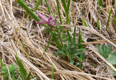 Corydalis densiflora