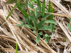 Corydalis densiflora