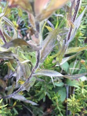 Castilleja peirsonii