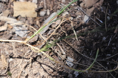 Wahlenbergia fluminalis