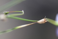Wahlenbergia fluminalis