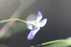 Wahlenbergia fluminalis