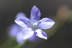 Wahlenbergia fluminalis