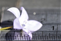 Wahlenbergia fluminalis