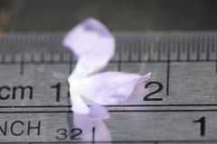 Wahlenbergia fluminalis