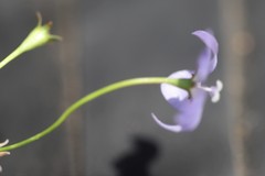 Wahlenbergia fluminalis