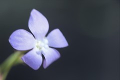 Wahlenbergia fluminalis