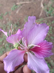 Bauhinia purpurea