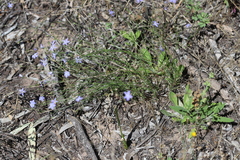 Wahlenbergia fluminalis