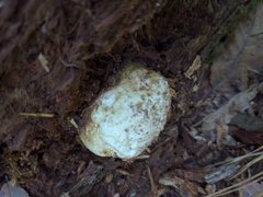 Phallomycetidae