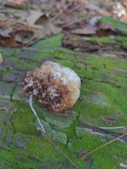 Phallomycetidae