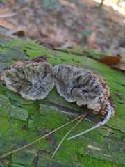 Phallomycetidae
