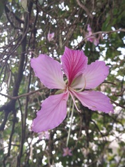 Bauhinia purpurea