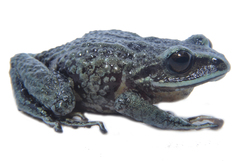 Pristimantis buckleyi