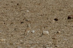 Ammomanopsis grayi