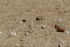 Ammomanopsis grayi