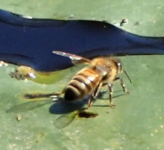 Apis mellifera image