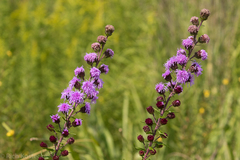 Liatris scariosa